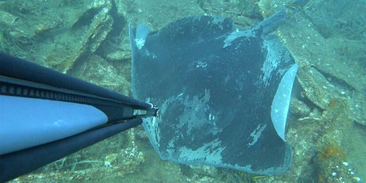 Kuyruğu halatla bağlanmış vatoz görüntülendi