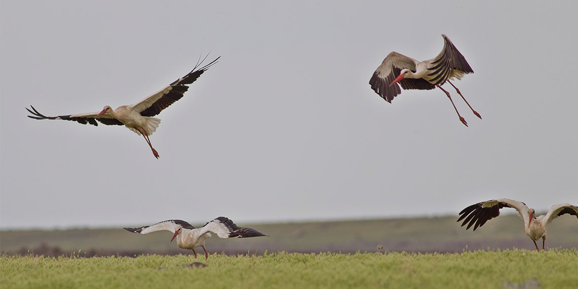 Diyarbakır ile Bismil ilçesi arasındaki vadi boyunca yüksek gerilim hatları üzerindeki leylek yuvalarını 23 yıldır inceleyen Dicle Üniversitesi Fen Fakültesi Biyoloji Bölüm Başkanı ve Kuş Bilimci Prof. Dr. Ahmet Kılıç, "Küresel ısınma leylek popülasyonunu olumsuz etkiledi" dedi.