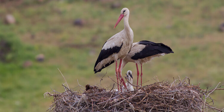 Küresel ısınma leylek popülasyonunu olumsuz etkiledi