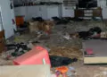 Harabeye dönen evinde onlarca kedi ölüsü buldu