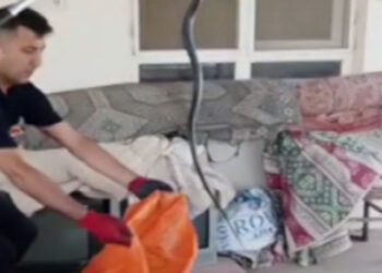 Yılan ısırmasında kanın emilerek boşaltılması doğru değil