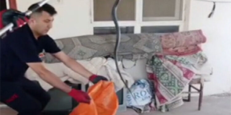 Yılan ısırmasında kanın emilerek boşaltılması doğru değil