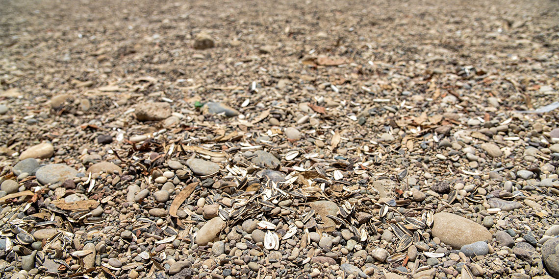 Yaz aylarında on binlerce yerli ve yabancı turistin güneşlenip, denize girdiği Konyaaltı Sahili'nde izmarit ve çekirdek kabuğu kirliliği.