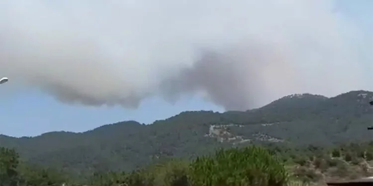 İzmir menderes'te ormanda yangın