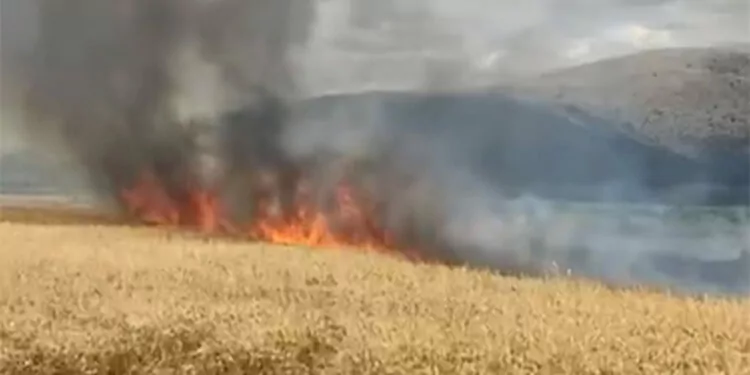Tokat'ta buğday tarlasında yangın; 10 dönüm buğday yandı
