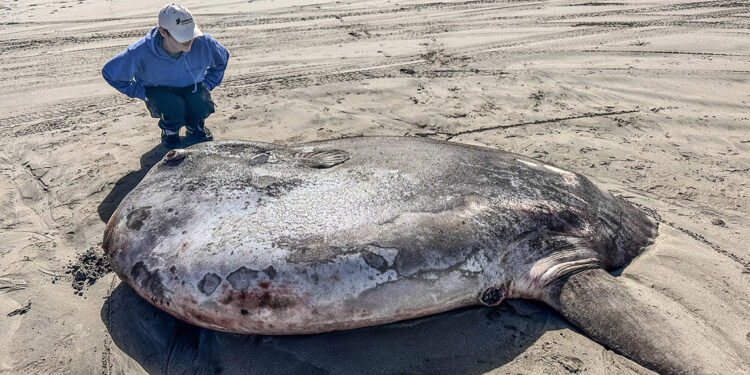 ABD'de kıyıya dev deniz canlısı vurdu: Türü yeni keşfedildi