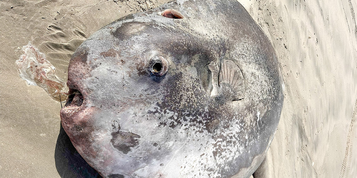 ABD'de kıyıya dev deniz canlısı vurdu: Türü yeni keşfedildi
