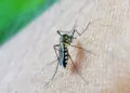 Abd’de sivrisineğe bağlı dang humması vakaları hızla artıyor