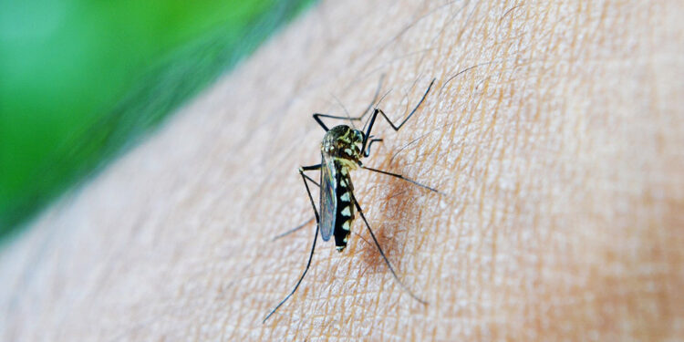 ABD’de sivrisineğe bağlı Dang humması vakaları hızla artıyor