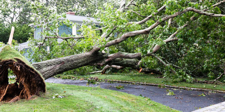 ABD'deki kasırgada ağaç eve düştü; 2 yaşındaki çocuk öldü