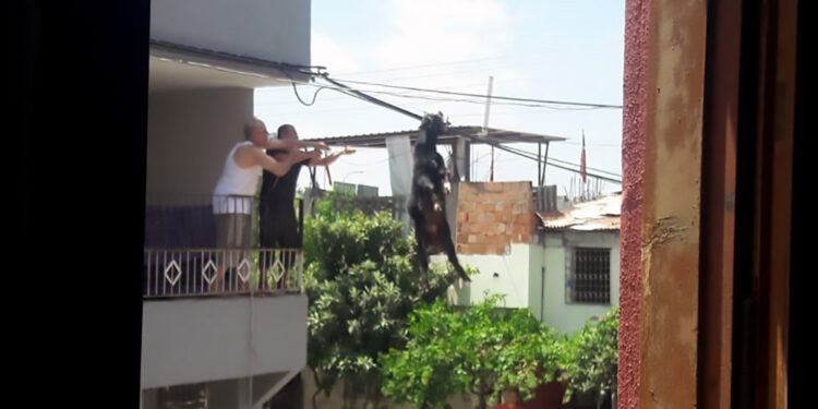 Adana'da Kurban Bayramı manzaraları