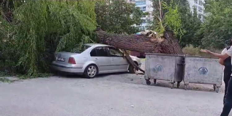 Ankara'da kuvvetli rüzgar; ağaç devrildi, 4 araç hasar gördü