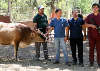 Antalya’da 'Kurban Yakalama Timi' kuruldu
