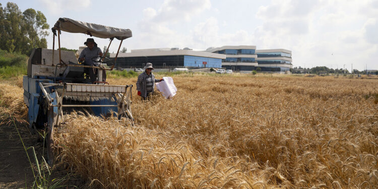 Antalya'dan Orta Doğu pazarına tescilli buğday ihracatı