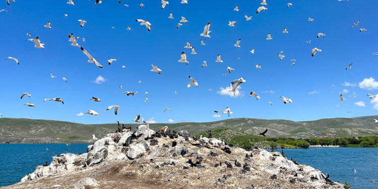 Ardahan'daki Çıldır Gölü, kuş cennetine döndü