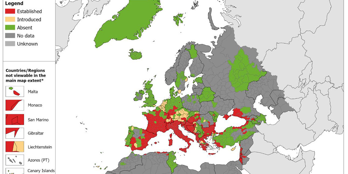 Ateşli hastalığa neden olan sivrisinek türü, Avrupa’da yayılıyor