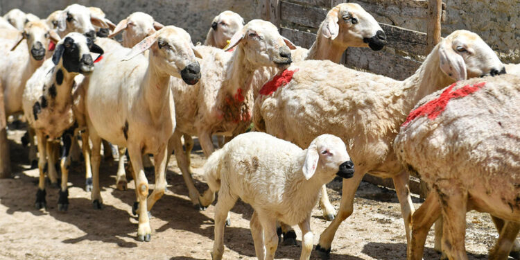 Hayvan yetiştiricilerine 'Küçükbaş Hayvan Yıkama Makinesi' desteği