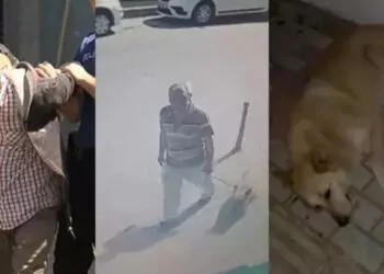 Bakırköy'de köpeğe cinsel istismar şüphelisi gözaltına alındı