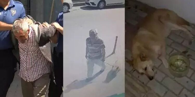 Bakırköy'de köpeğe cinsel istismar şüphelisi gözaltına alındı