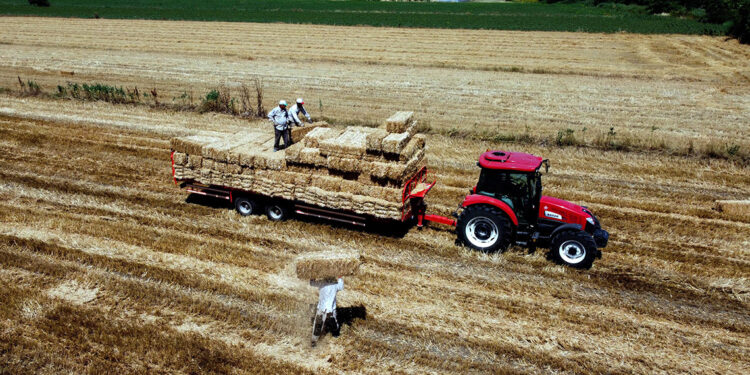 Buğday hasadının tamamlandığı tarlalarda, 'balya' mesaisi