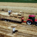 Buğday hasadının tamamlandığı tarlalarda, 'balya' mesaisi