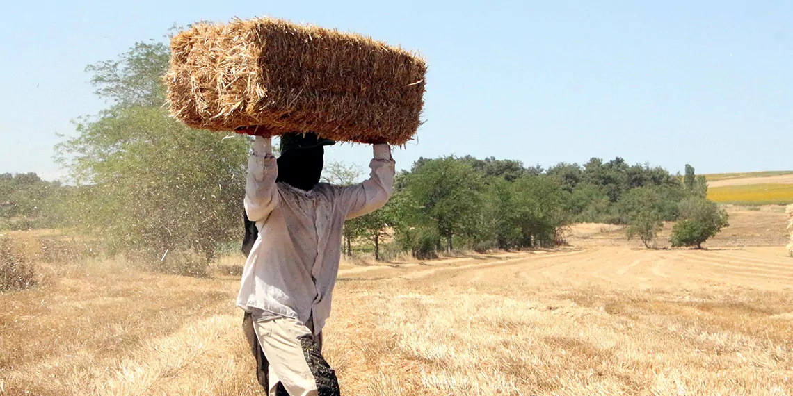 Buğday hasadının tamamlandığı tarlalarda, 'balya' mesaisi