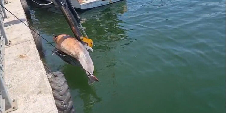 Bursa'da 3 metre uzunluğunda ölü yunus bulundu