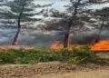 Bursa'da orman yangınına savcılık soruşturma başlattı