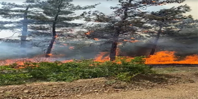 Bursa'da orman yangınına savcılık soruşturma başlattı