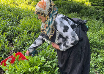 Çay üreticileri akülü çay kesme motorlarına yöneldi