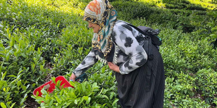 Çay üreticileri akülü çay kesme motorlarına yöneldi