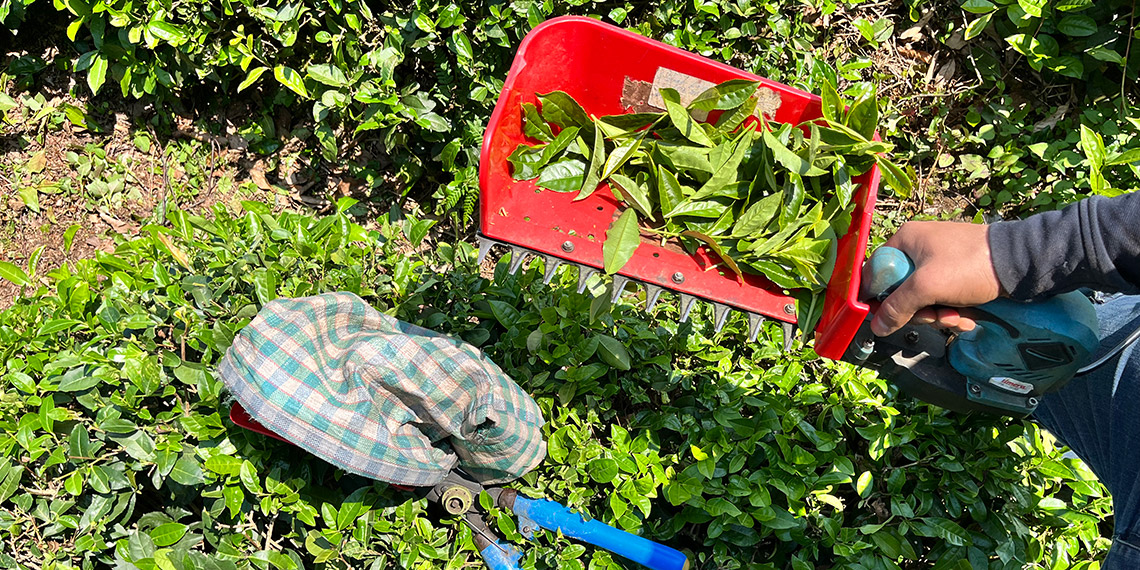 Çay üreticileri akülü çay kesme motorlarına yöneldi