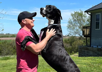 Dünyanın en uzun köpeği hayatını kaybetti