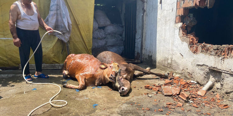 Düzce'de ahırda çıkan yangında 3 büyükbaş öldü