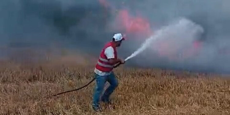 Edirne'de anız yangını, ormana da sıçradı