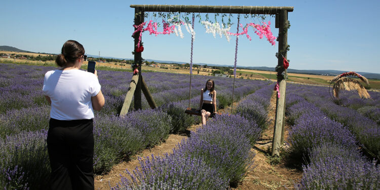 Edirne'de mor renkli lavanta tarlalarında ziyaretçi yoğunluğu 