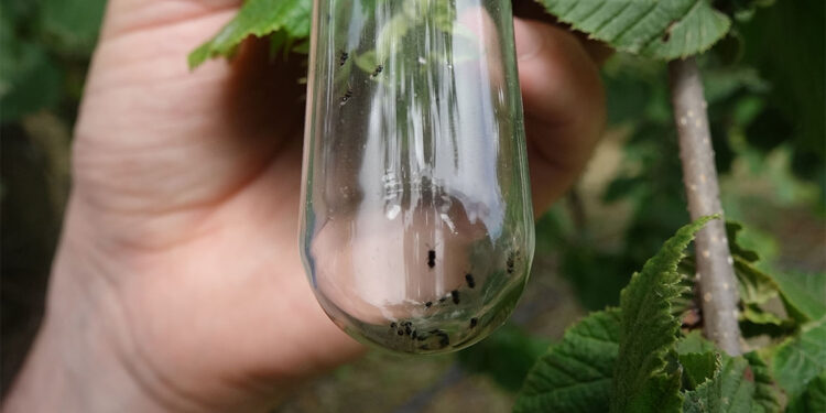 10 bin samuray arı Trabzon'da doğaya salındı