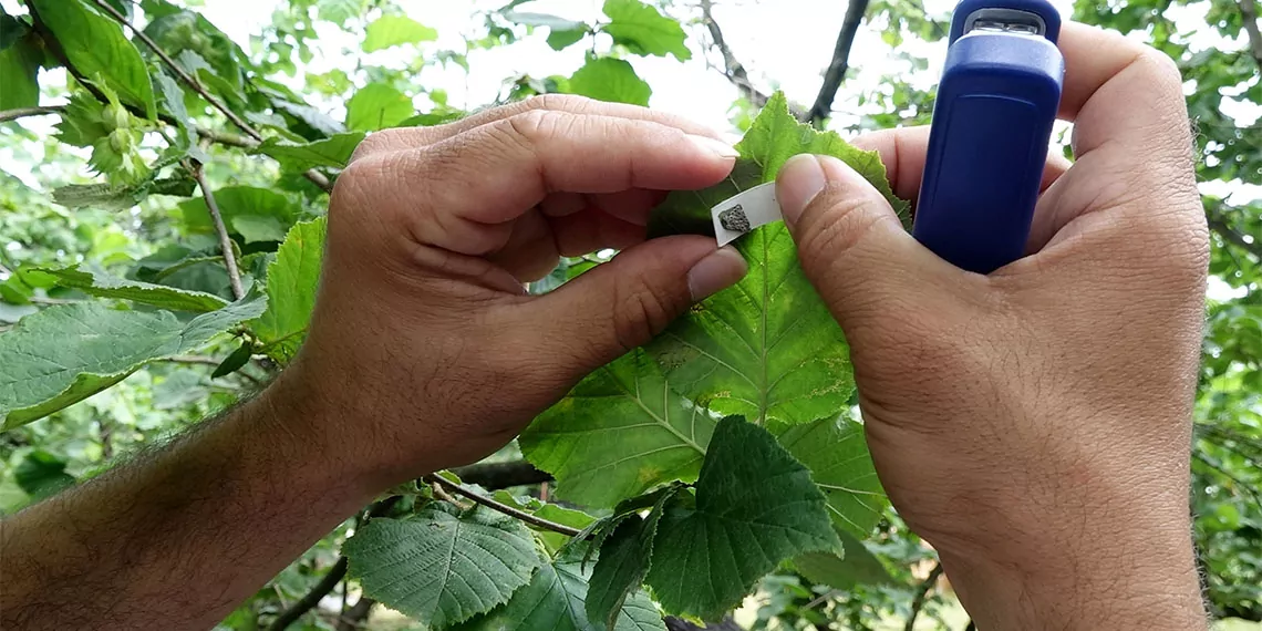 Karadeniz'de fındık bahçelerinde yapraklarını yiyip suyunu emdiği bitkilerin kökünü kurutan 'kahverengi kokarca' adlı böcek türü için başlatılan biyolojik mücadelede, laboratuvar ortamında çoğaltılan 10 bin samuray arı trabzon'da ilçelerde eş zamanlı olarak doğaya salındı.