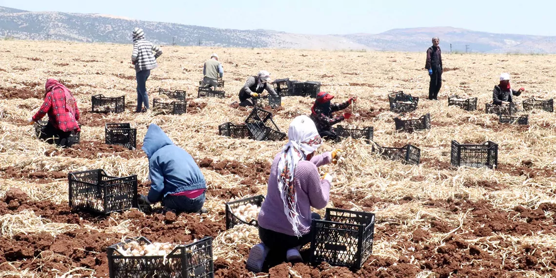 Gaziantep'te, 8 bin tarım işçisiyle sarımsak hasadı başladı