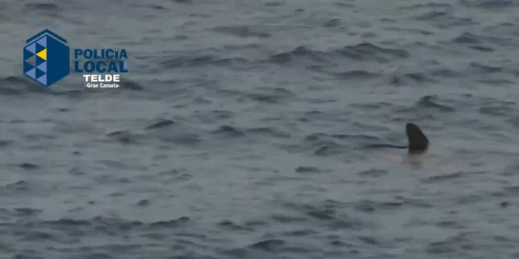 İspanya'da köpek balığı paniği: plaj kapatıldı