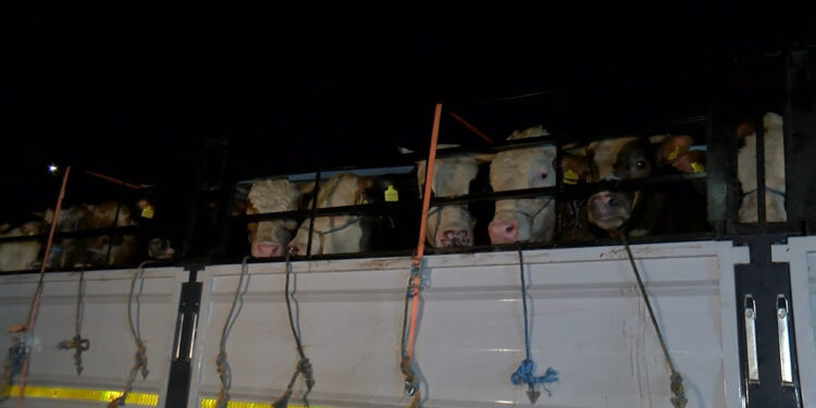 İstanbul'a kurbanlık hayvanların girişi başladı