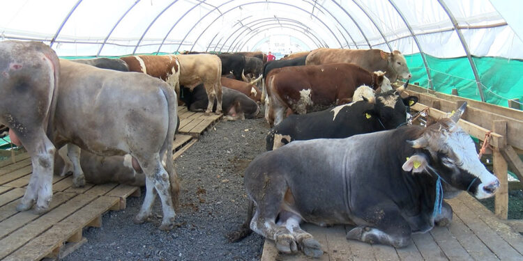 İstanbul'da kurbanlıklar görücüye çıktı