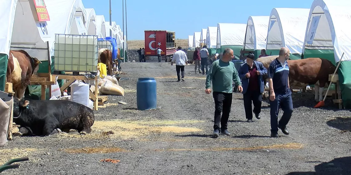 İstanbul'da kurbanlıklar görücüye çıktı