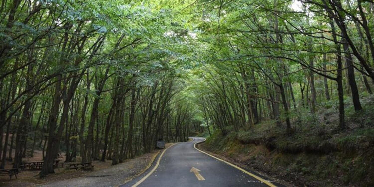 İstanbul'da ormanlara girişler 15 Ekim'e kadar yasaklandı