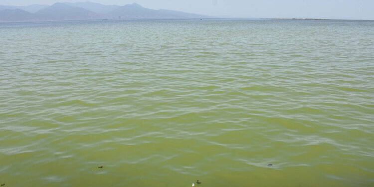 İzmir'de denizin rengi değişti