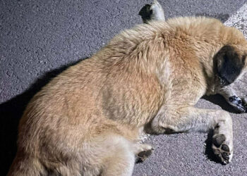 İzmir'de ölen 6 köpeğin tarım ilacıyla zehirlendiği ortaya çıktı