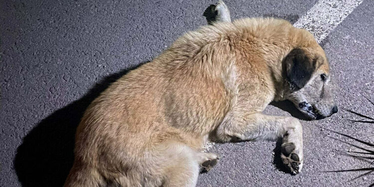 İzmir'de ölen 6 köpeğin tarım ilacıyla zehirlendiği ortaya çıktı