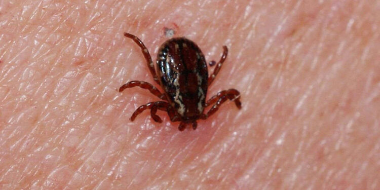 KKKA'dan 300 kişi tedavi görüyor