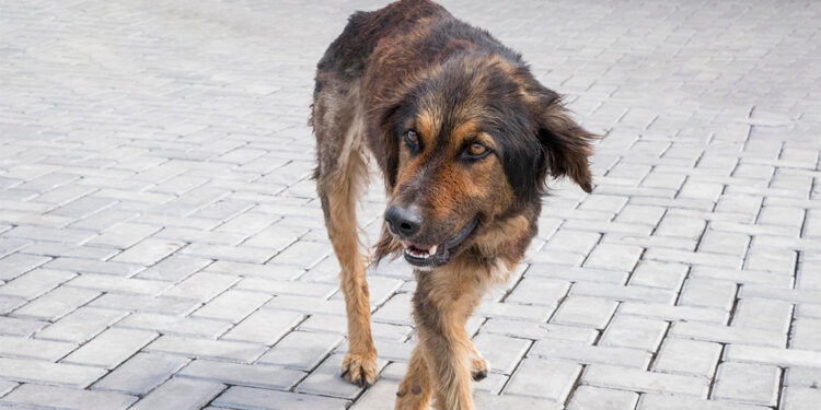 Niğde'de kuduz karantinası