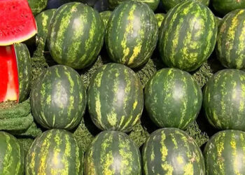 Karpuz tüketimi, tansiyon seviyesini dengeliyor